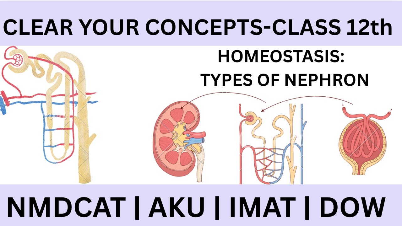 TYPES OF NEPHRONS | CELLS OF BOWMANS CAPSULE || HOMEOSTASIS || CLASS 12TH