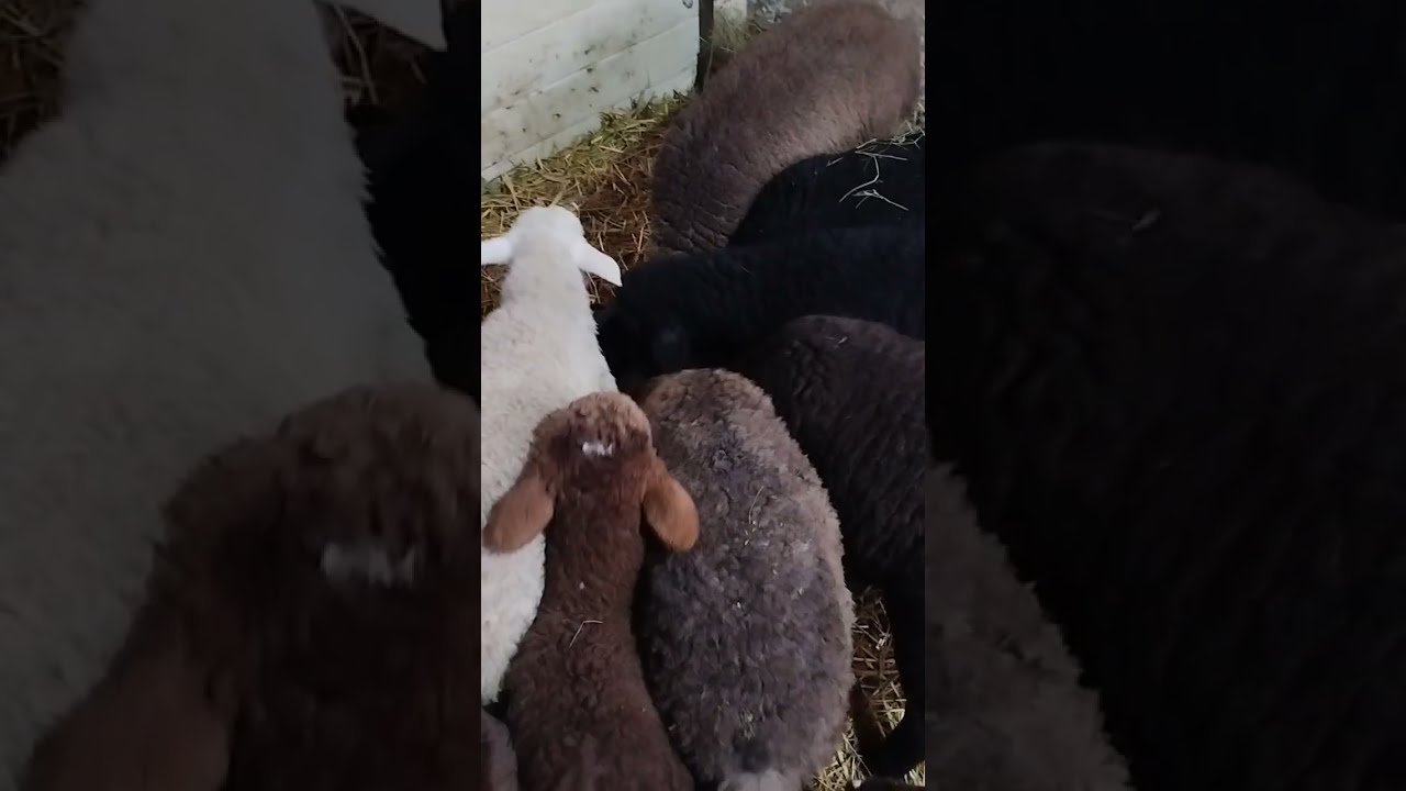 Qoyunların yemlənməsi #sheep #koyun #animals 