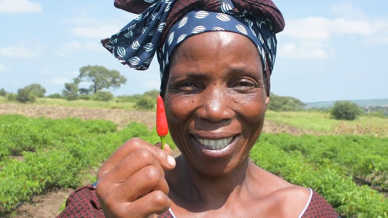 Turning Piri Piri Farmers into Entrepreneurs in Mozambique