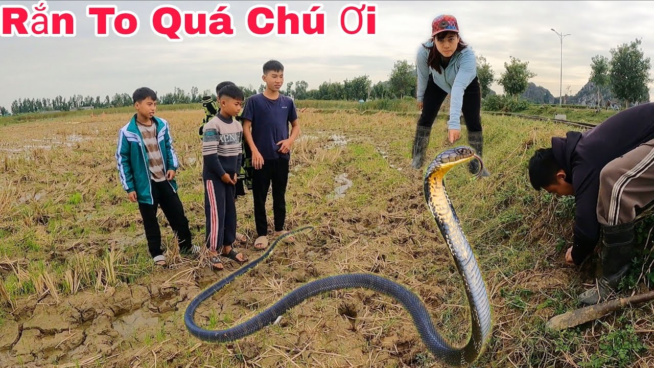 Cuộc Gọi Khẩn Cấp Của 4 Nam Thanh Niên Phát Hiện 1 Con Rắn Hổ Mang Nặng 3kg Ngoài Cánh Đồng