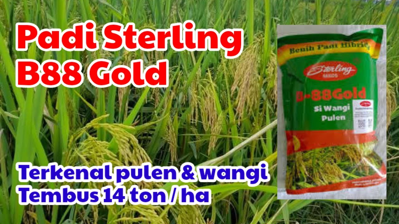 Hybrid rice Sterling B88 Gold Viral 2025
