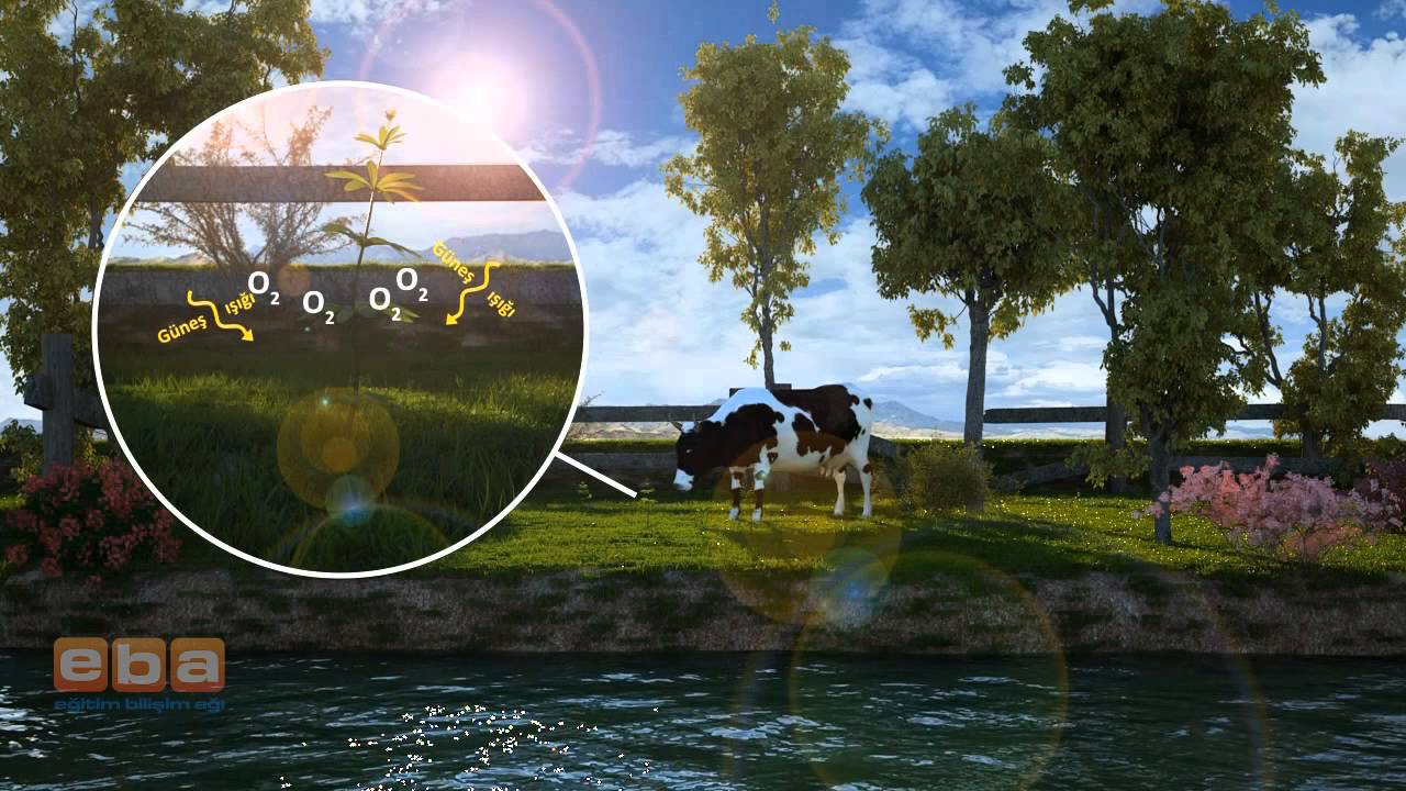 Fotosentez solunum kemosentez
