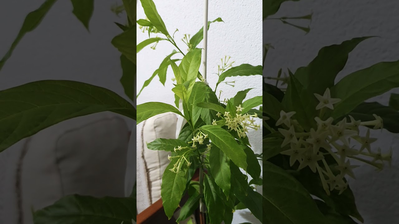 Cestrum nocturnum (parf&uuml;m &ccedil;i&ccedil;eği)sakın melisa ile karıştırmayın. Harika kokulu bir bitki