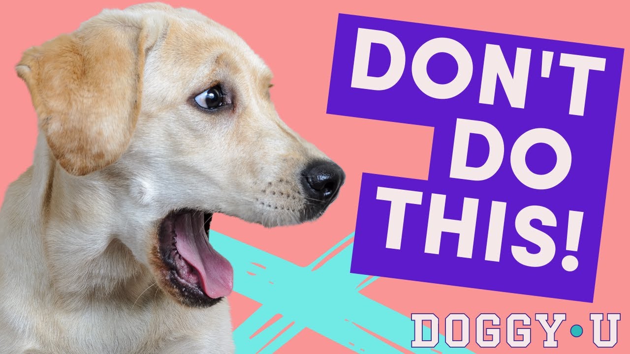BIGGEST Dog Training MISTAKES and how to AVOID them!