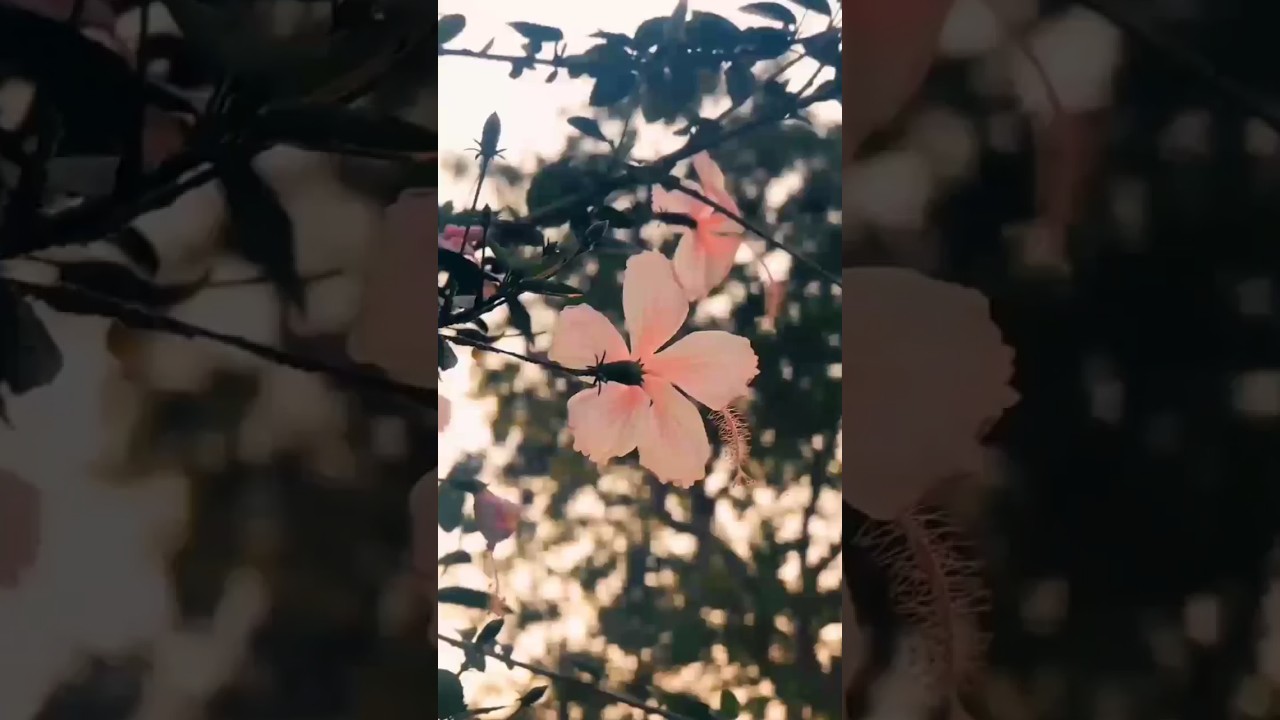 nature frame 🌻🌼 #shorts #trending #ytshorts