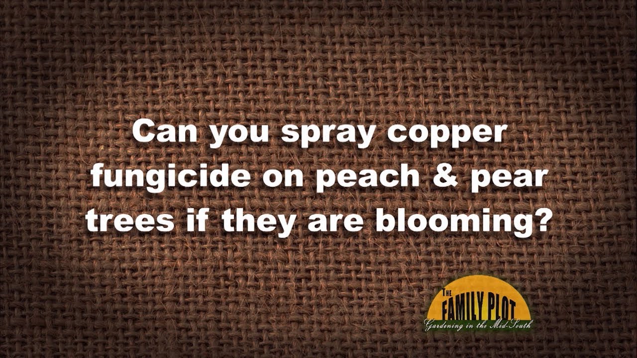 Q&A &ndash; Can you spray copper fungicide on blooming peach and pear trees?