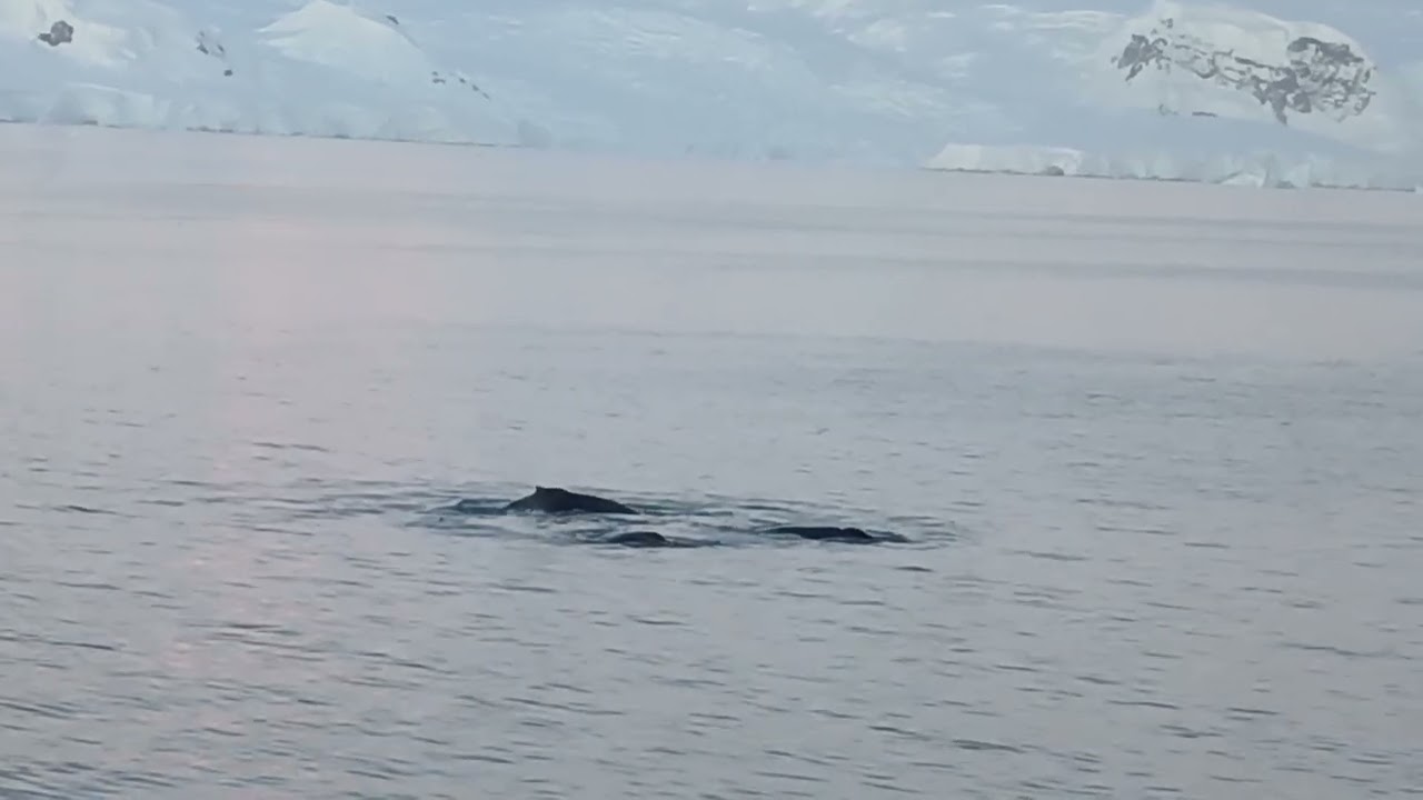 Humpback whales at Antartica feeding Gerlachle strait 