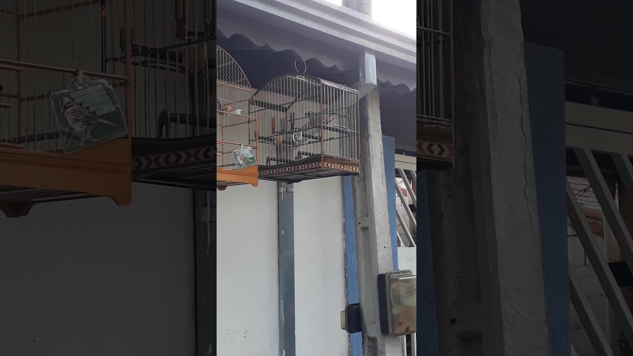 Trinca ferro currucutil com boi