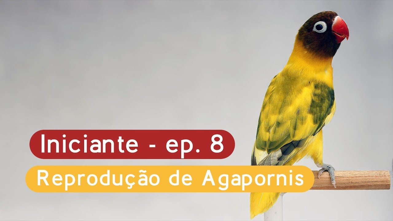 Como começar a criar Agapornis, Ep. 8 – quando juntar os casais, qual melhor ninho e outras dicas