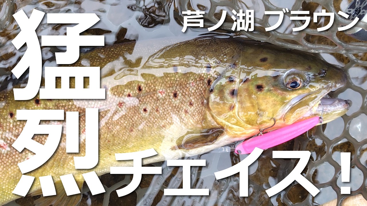 芦ノ湖2026第三戦 元箱根湾で猛烈なブラウンのチェイス連発！放流船も来たよ #芦ノ湖 #トラウト #放流船 #釣り#fishing 2026年3月13日