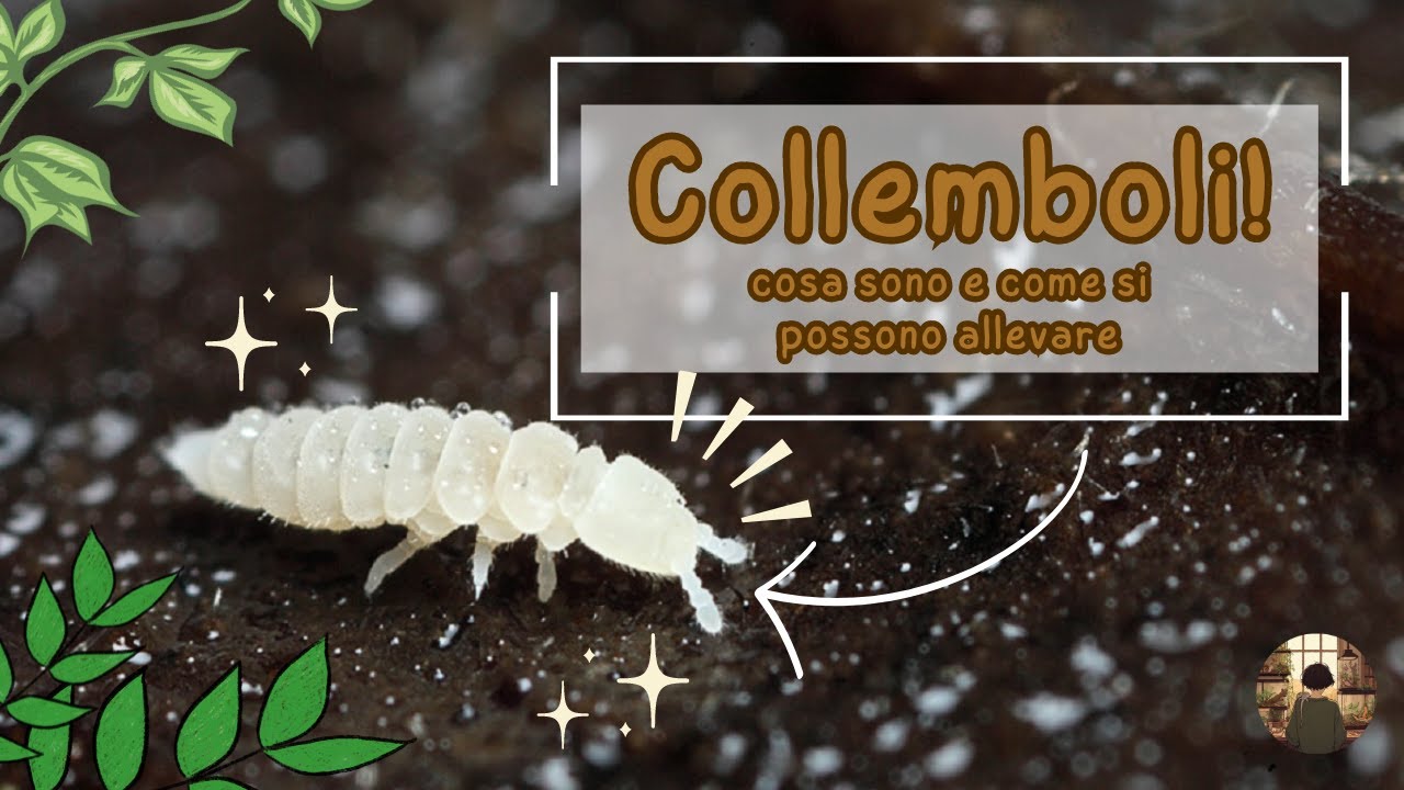 Collemboli! Cosa sono, perchè se ne parla sempre e come si allevano