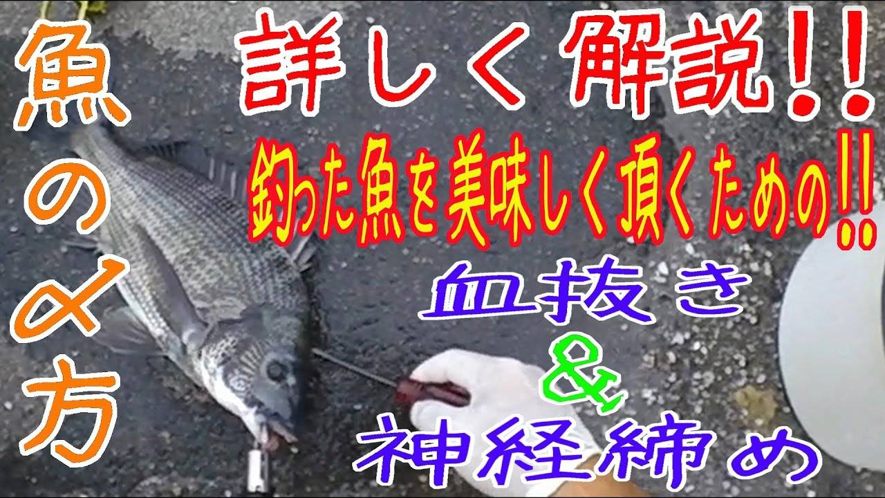 (閲覧注意)黒鯛（チヌ）で魚の血抜き&神経締め！魚の締め方の紹介！解説付き！ その２