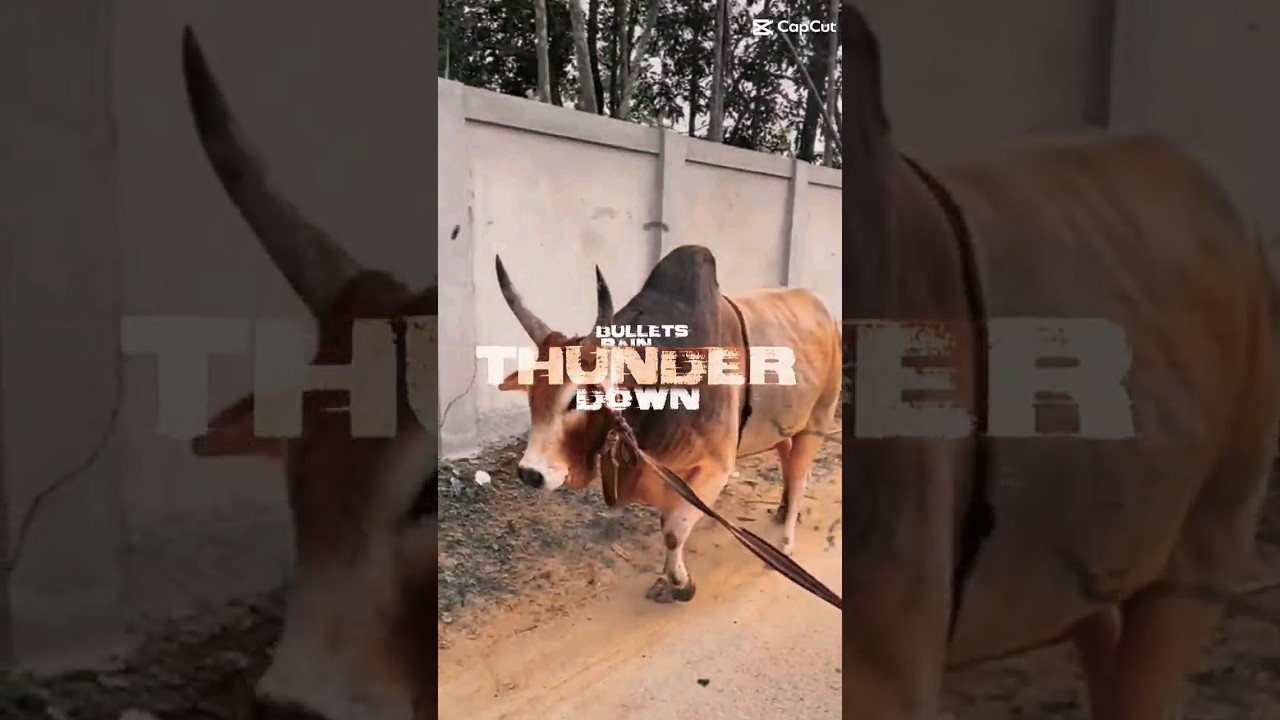 killer bull #shorts #viral #shortvideo #cattle #cows #cow #cowlover #subscribe