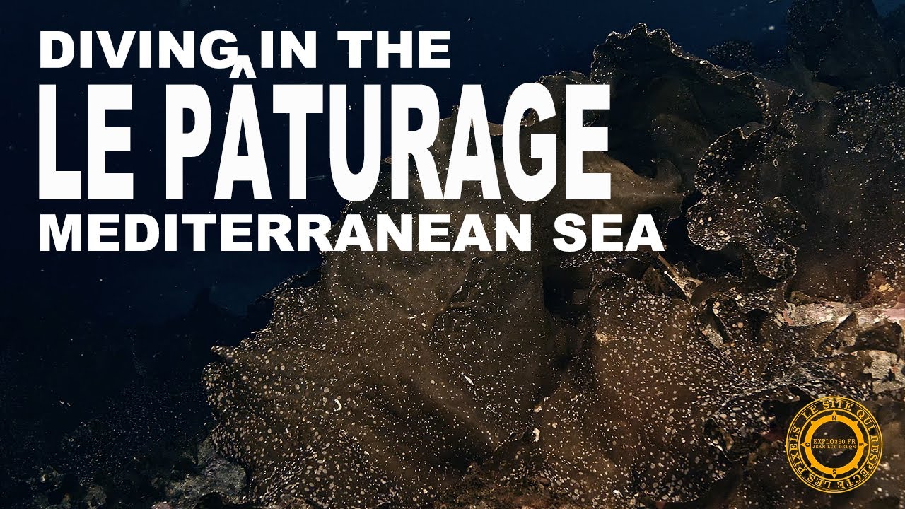 Plongée sur un sec : Le pâturage (laminaire de rodriguez), juillet 2022 #DiveExplo360