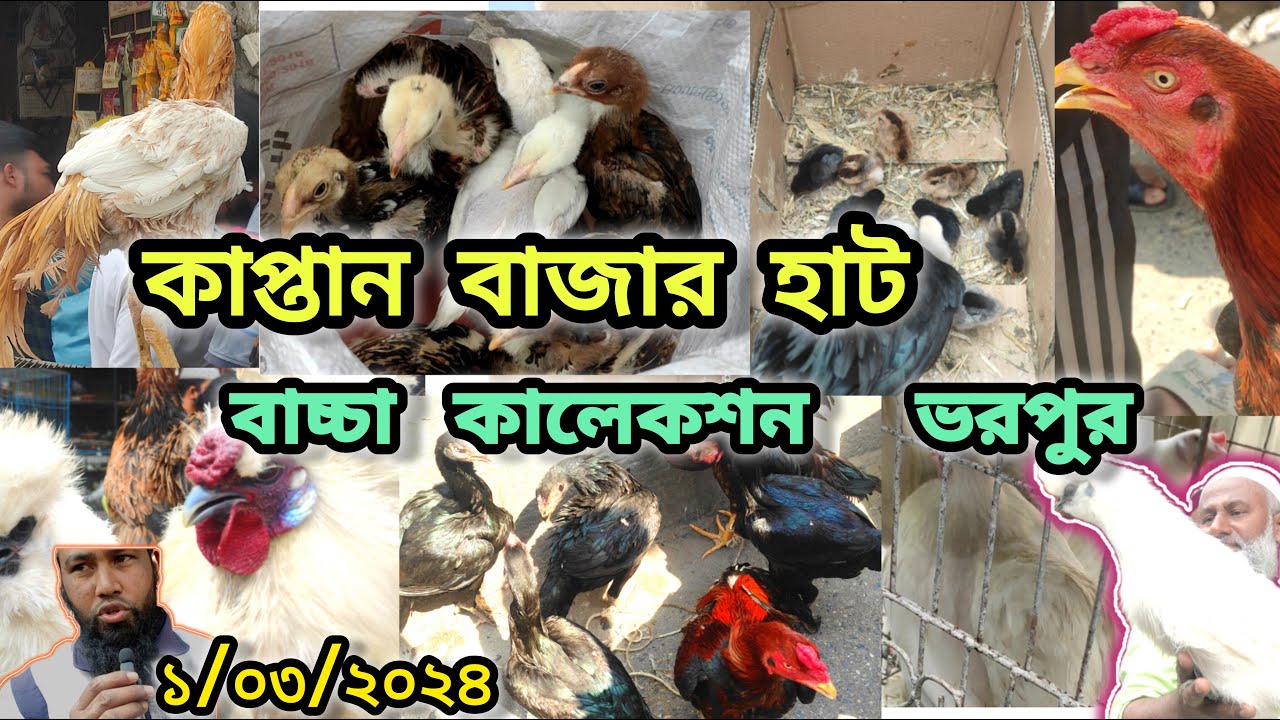 1/03/2024 কাপ্তান বাজার মুরগি হাট ভরপুর কালেকশন  #chiken #হাট_বাজার #কাপ্তান _বাজার #kaptanbazar_hat