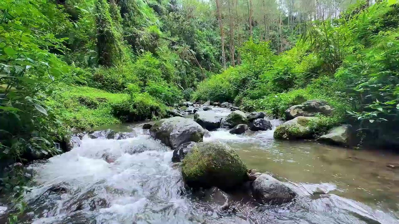 Feel stress dissolving with peaceful river sounds in a cool jungle creek to encourage deep rest