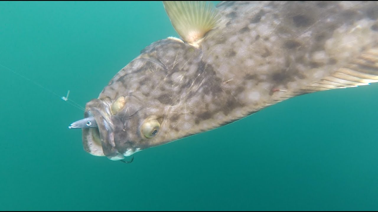 Halibut fishing| Fishing report 1 Camp Halibut (ENG SUBS)