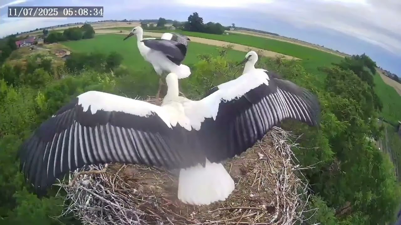 Bociany w Pasiece- zaczynamy latanie!