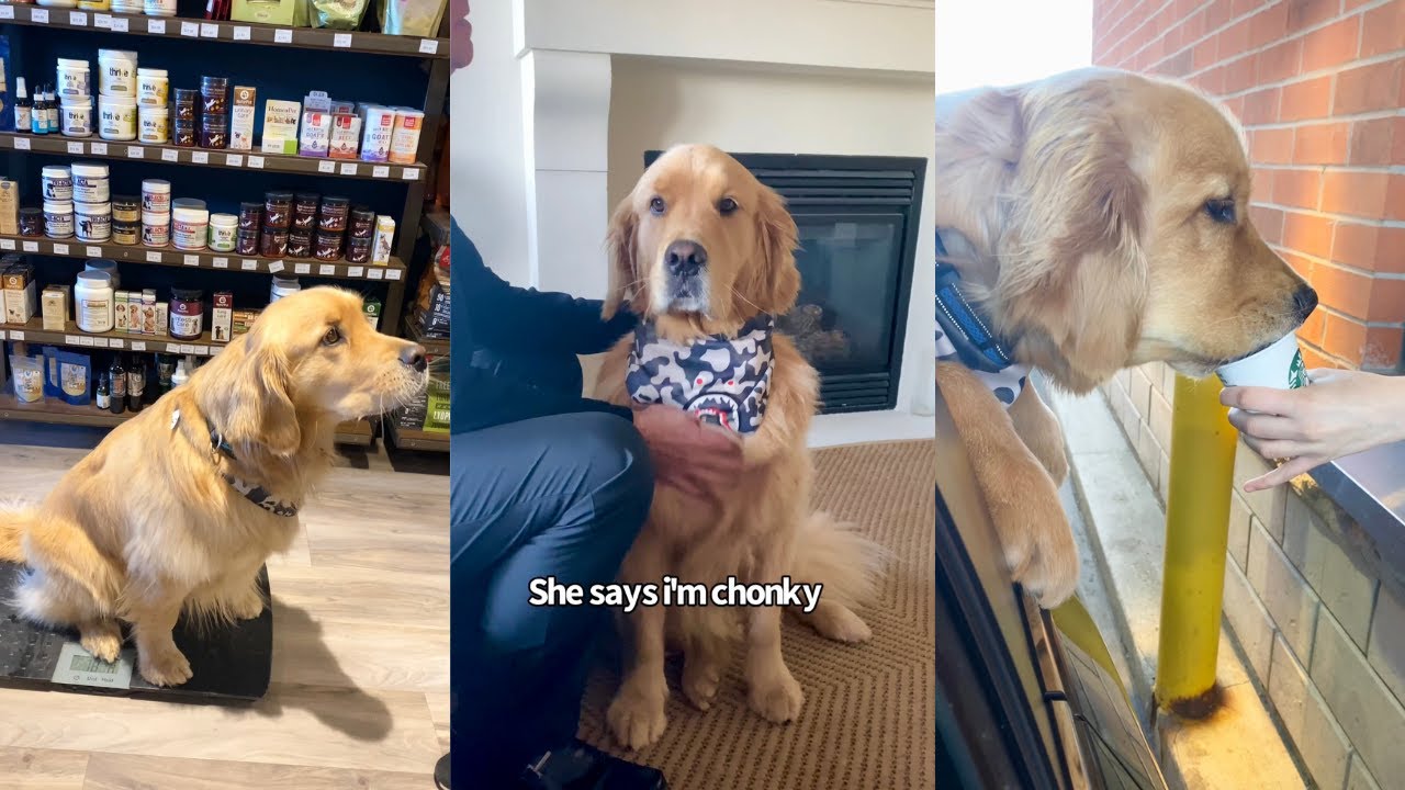 Golden Retriever Finds Out He's Gained Weight