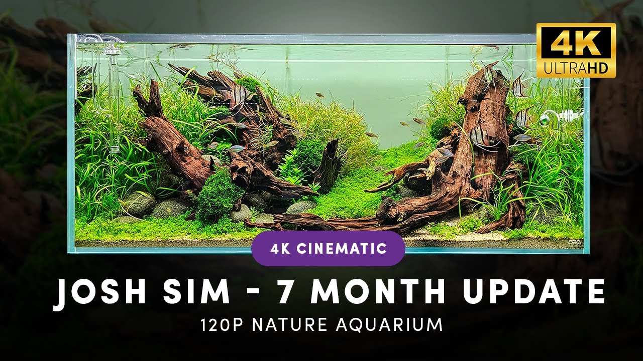 JOSH SIM AQUASCAPE 7 MONTHS ON IN THE HORIZON AQUATICS GALLERY 4k