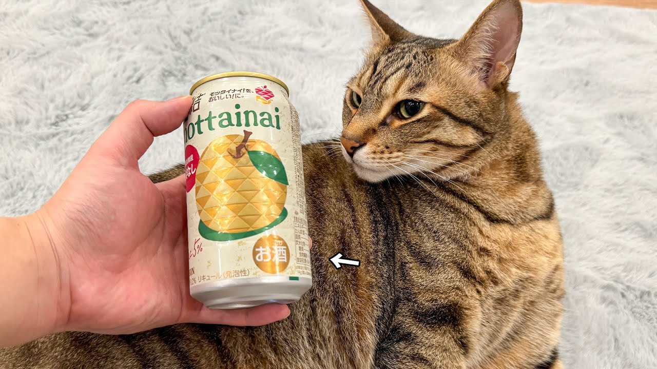 猫たちと晩酌しないかい？？新発売の酒を飲みながら