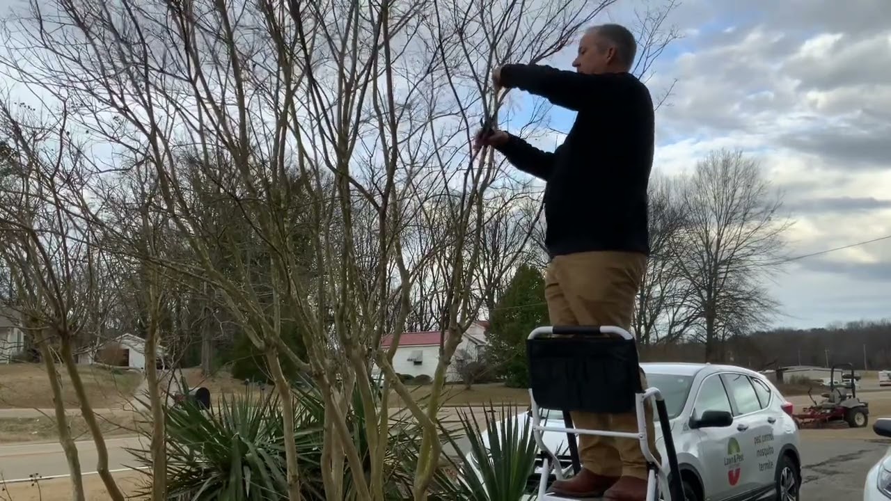 Ask Paul, getting an umbrella shape in Crape Myrtle trees