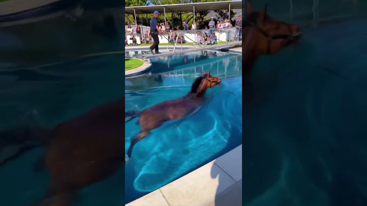Un caballo disfrutando de la piscina 😁