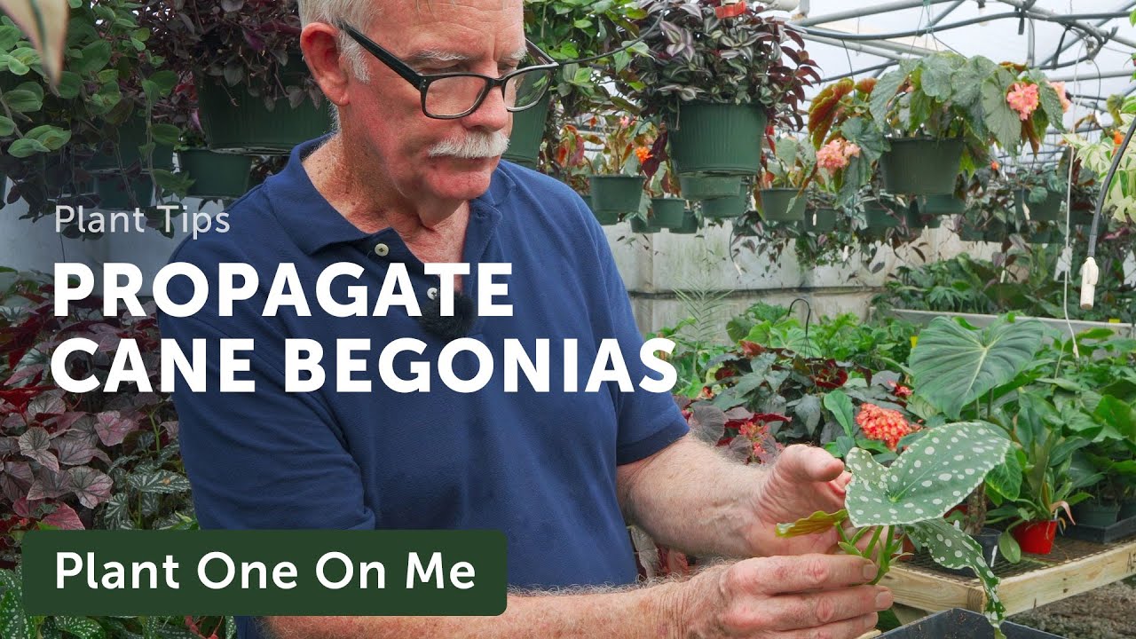 PROPAGATE A CANE BEGONIA Like a PRO— Ep. 291