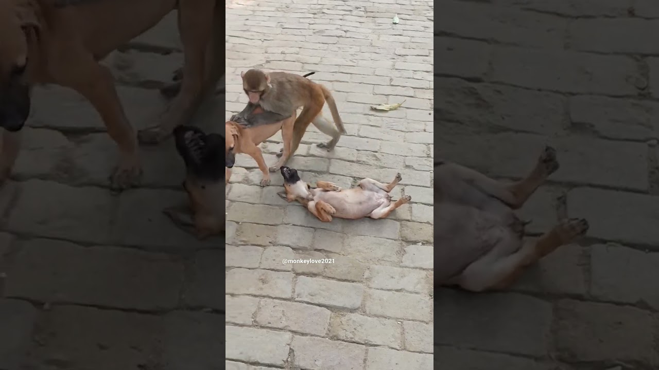 handsome monkey with🐶🐶 #shorts #shortvideo #love #trending