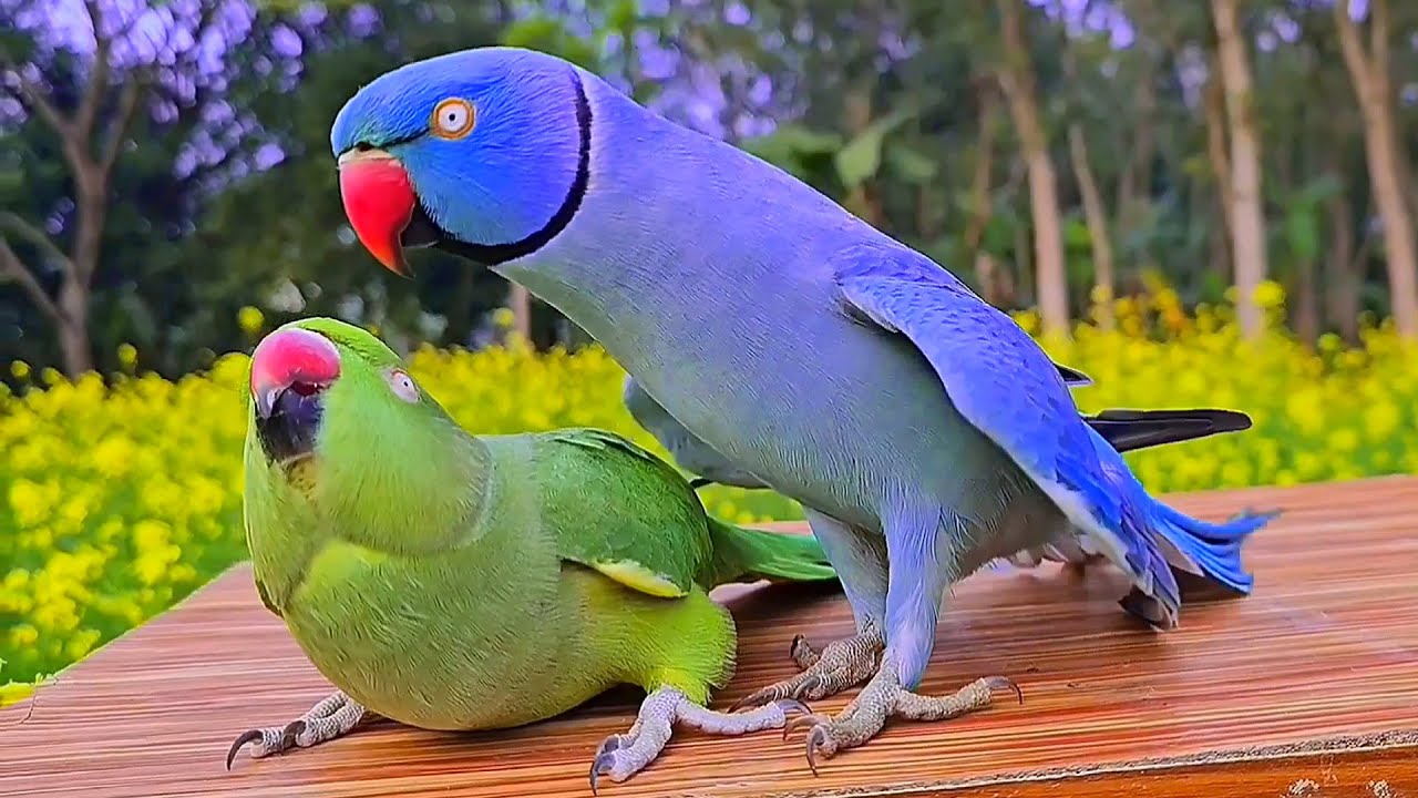 Ringneck Parrot Funny Video | Parrot Talking