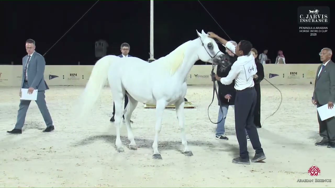 N 64 DSA BABY DHALL   Peninsula Arabian Horse World Cup 2025   Mares 10+ Years Old Class 6
