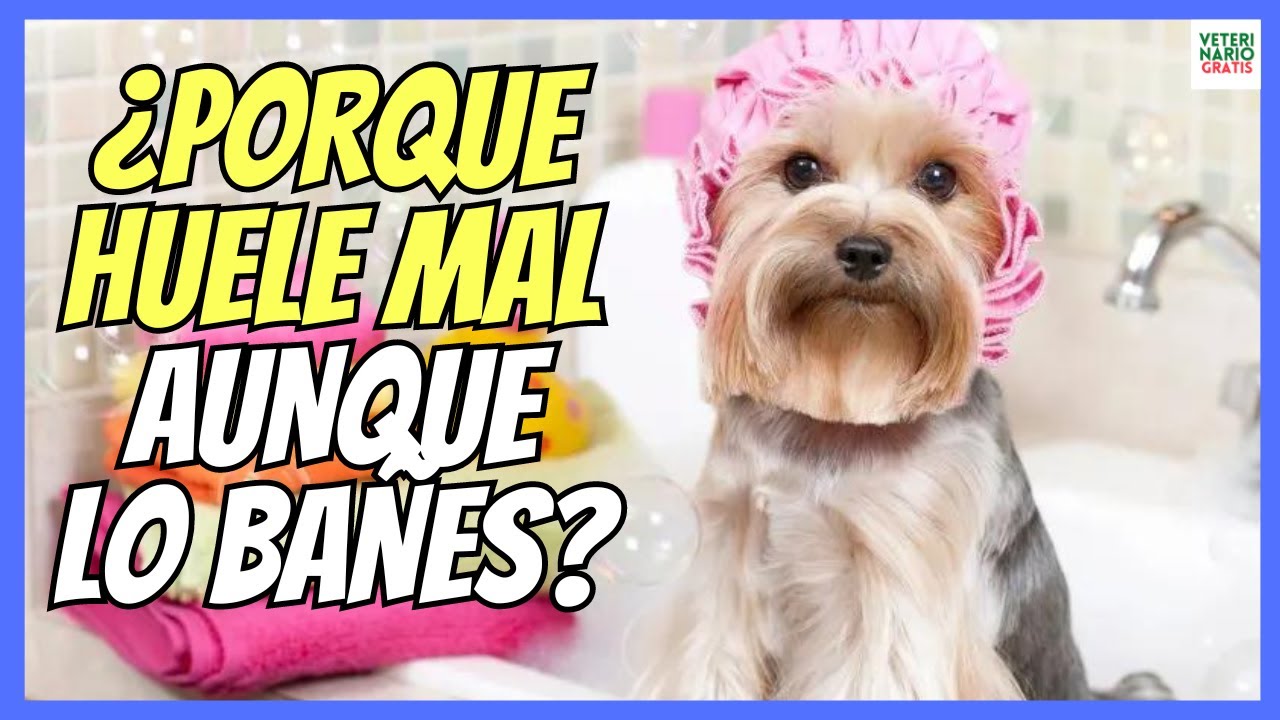 🔴 ¿PORQUE MI PERRO HUELE MAL AUNQUE LO BAÑE? 🔴