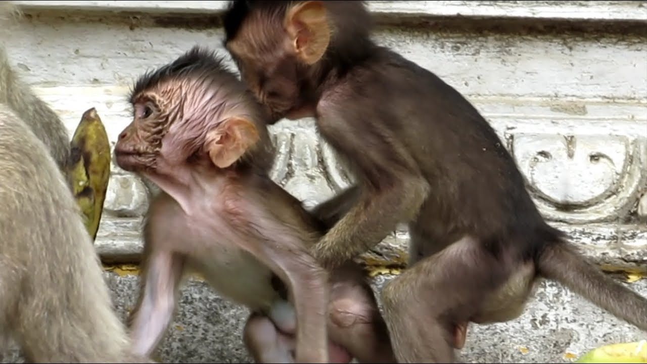 MONKEY LIFE , MONKEY EAT BANANA | MONKEY PLAY ON THE TREE / POPULAR DAILY
