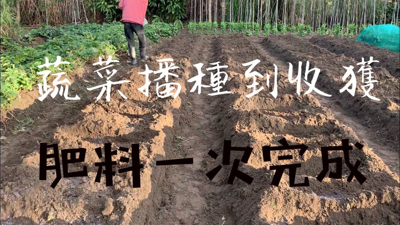種蔬菜播種到收獲～肥料一次完成～供養足夠～菜也特別漂亮