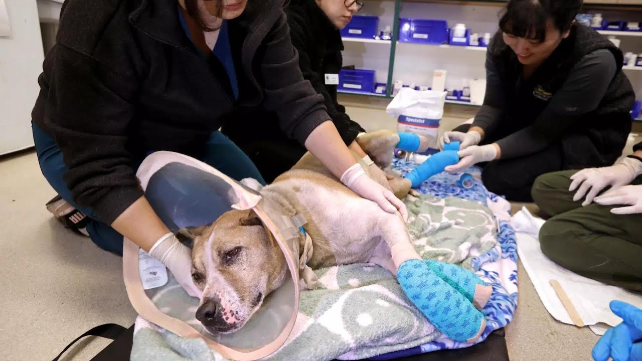 Pasadena Shelter Overwhelmed with Injured and Distressed Animals Following Eaton Fire