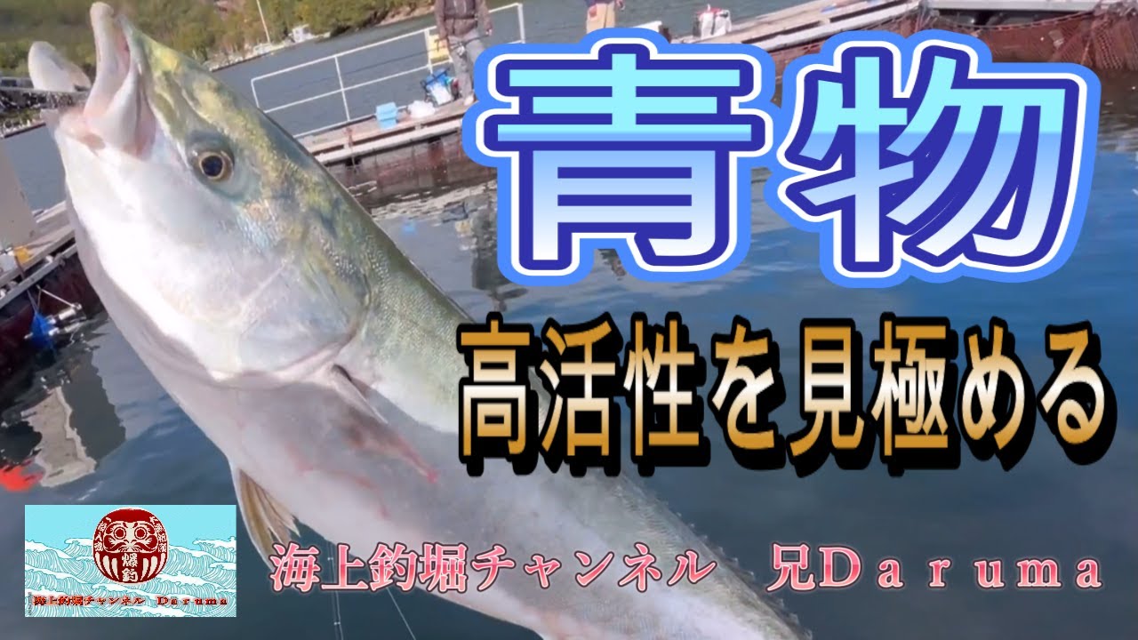 【海上釣堀】あなたに逢い鯛。11月25日（土）乗合釣行の模様です。あなたに逢い鯛。DAY＆スペシャルスーパーモーニングのダブルイベントに挑戦してきました。