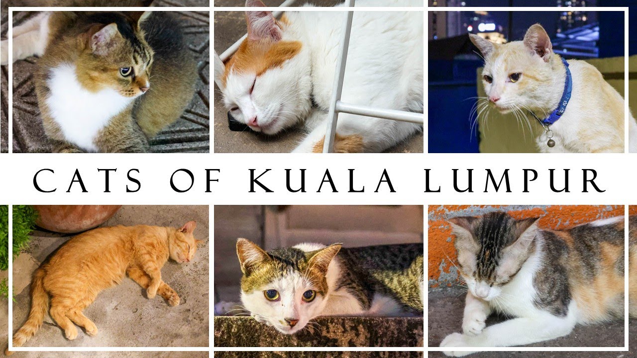 Cats of Kuala Lumpur