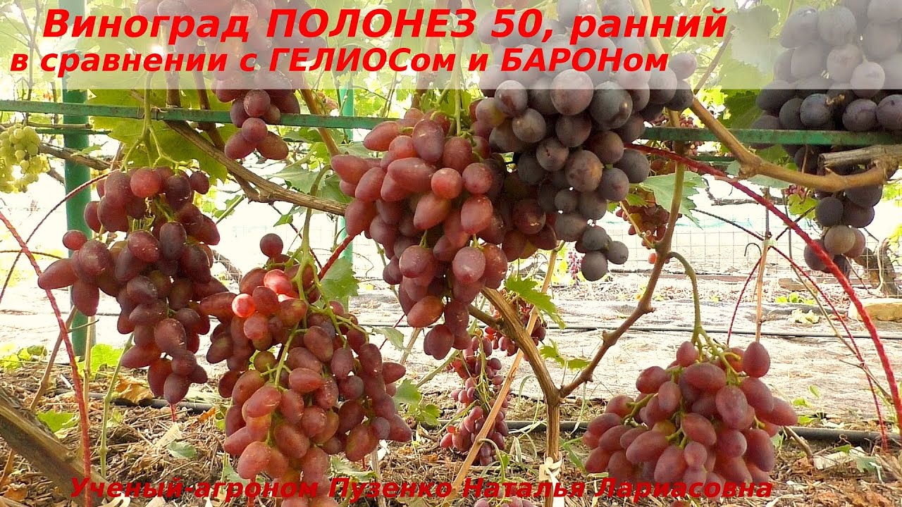 Виноград Полонез 50, ранний срок созревания  в сравнении с БАРОНом и ГЕЛИОСом (Пузенко Наталья)