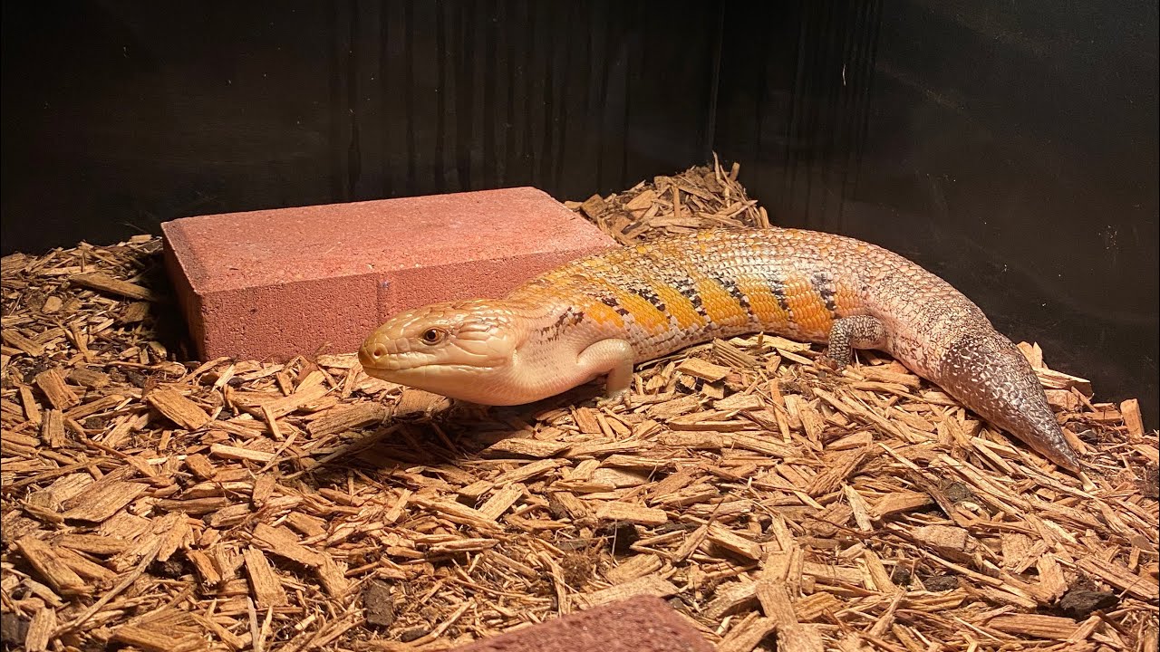 Blue Tongue Skink: New Tank Set Up, Substrate Selection, and Pre-Brumation Ritual