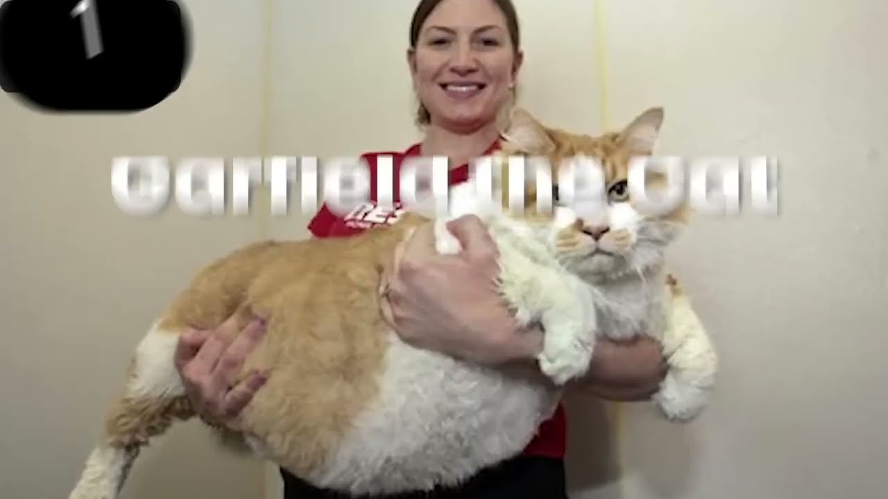10 FATTEST Animals Ever Seen 😱