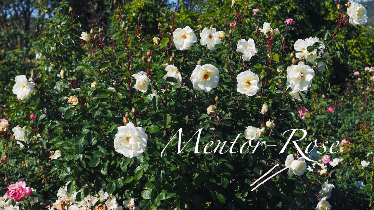 Mentor-Rose & Bliss Parfuma from Kordes reblooming beautifully - my garden update 10 October 2025