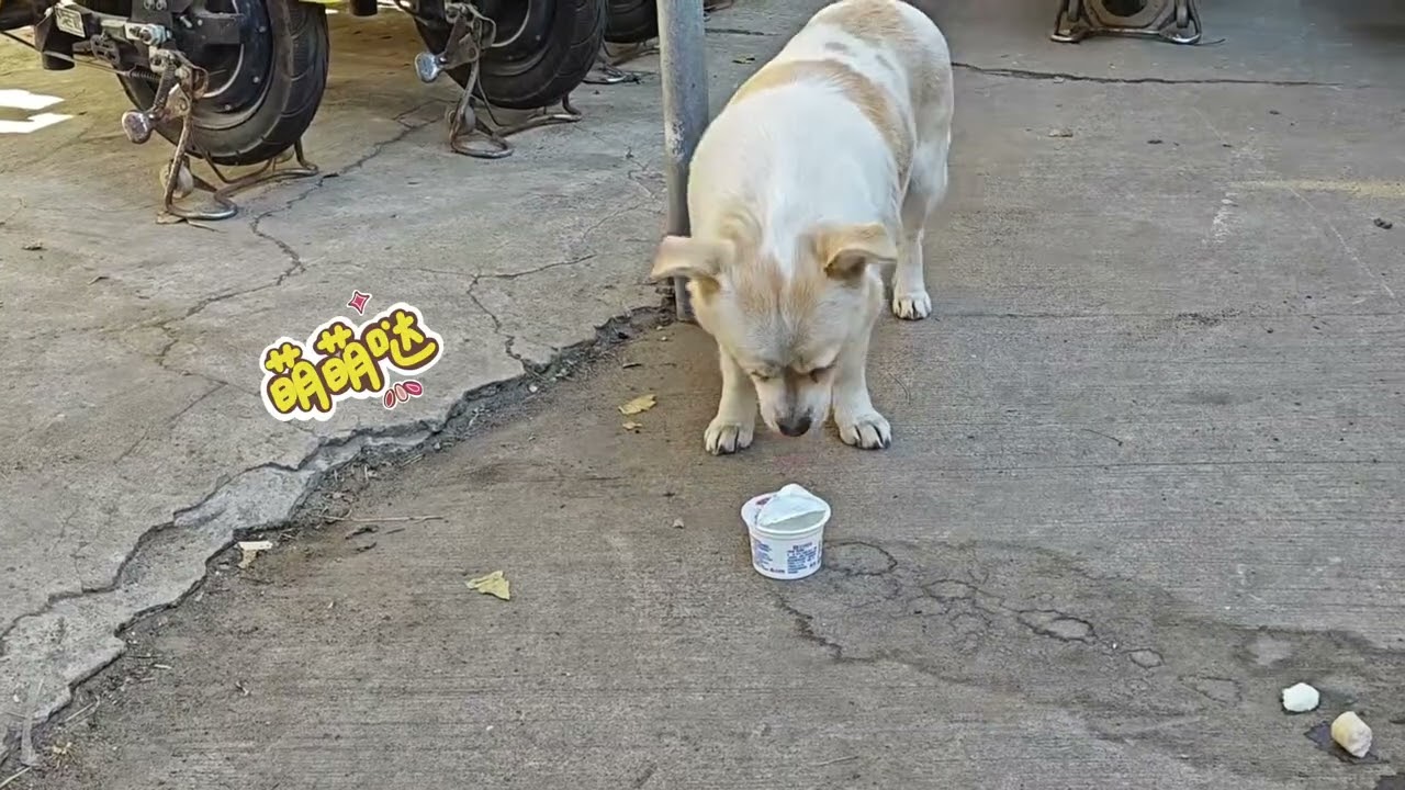 流浪小狗的日常：卖萌、干饭、黏主人The daily life of a stray puppy: being cute, eating, and clinging to its owner