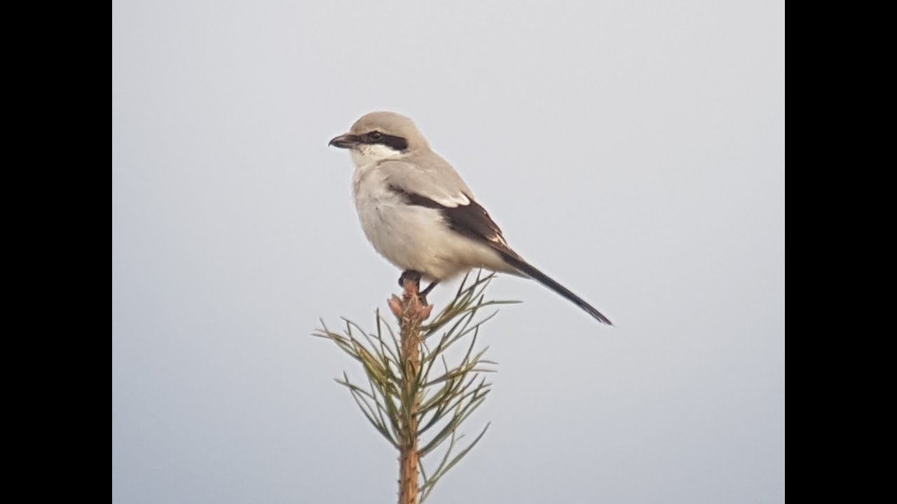 Klapekster op Leersumse Veld, grote lijster, kleine barmsijs, grote barmsijs, Vogelen met Limosa 19