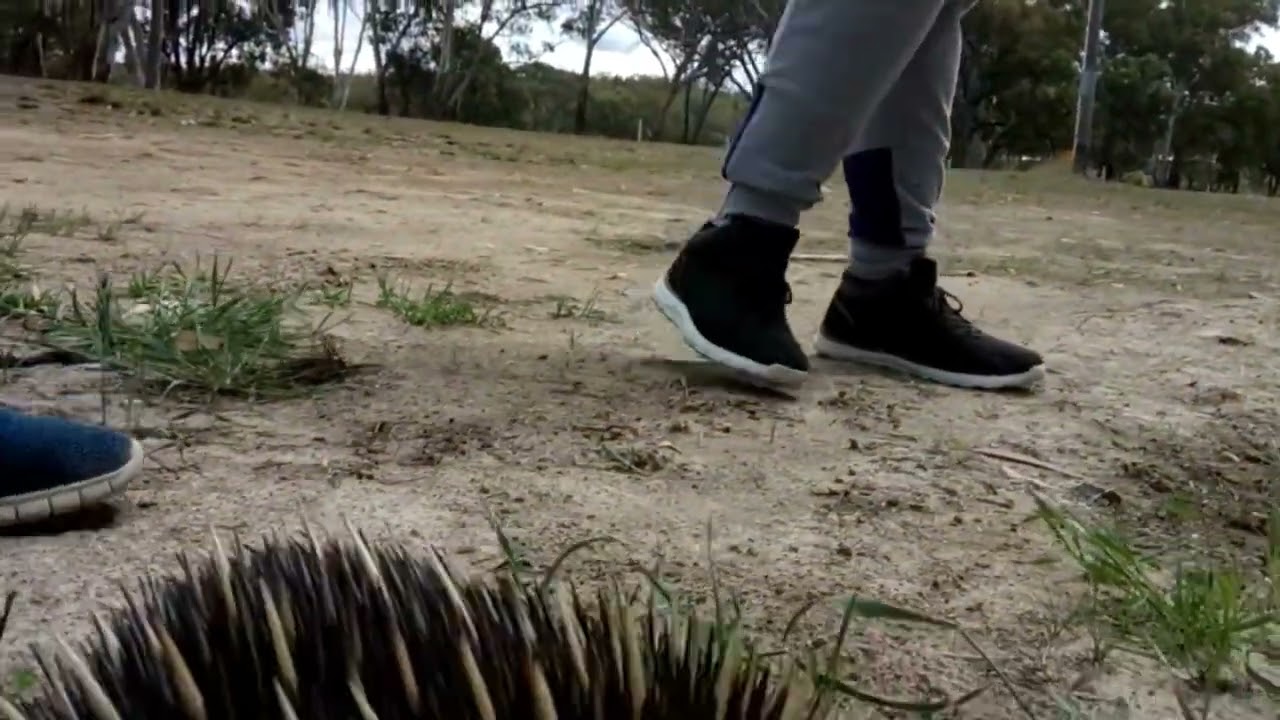 Echidna