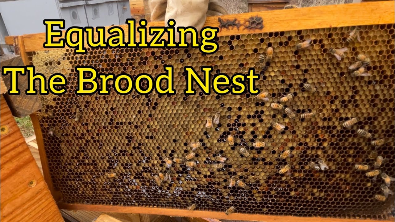 Equalizing the brood nest to stop swarming