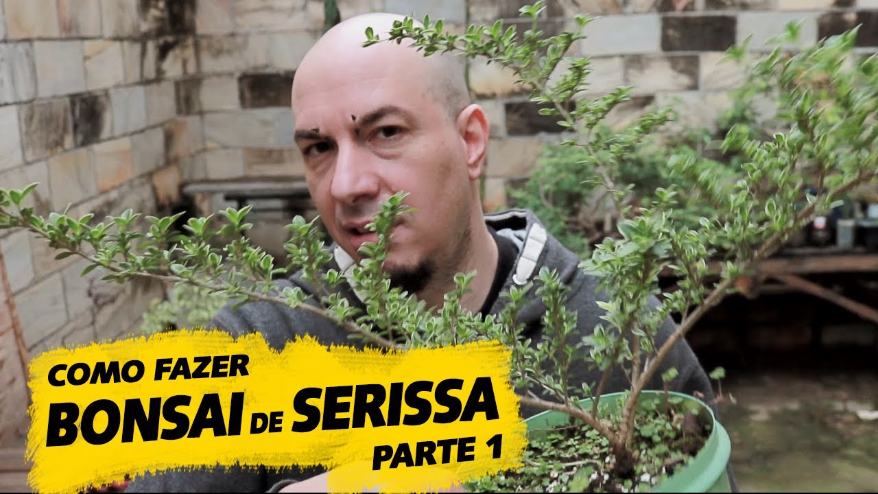 Como fazer BONSAI de SERISSA - Parte 1 - Raizes, Transplante para Novo Substrato - AYKA BONSAI