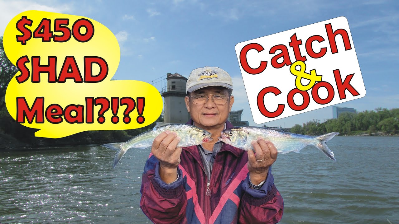 How to Cook American Shad | Easiest Way!  Catch and Cook Shad.  John Can't Cook Show.