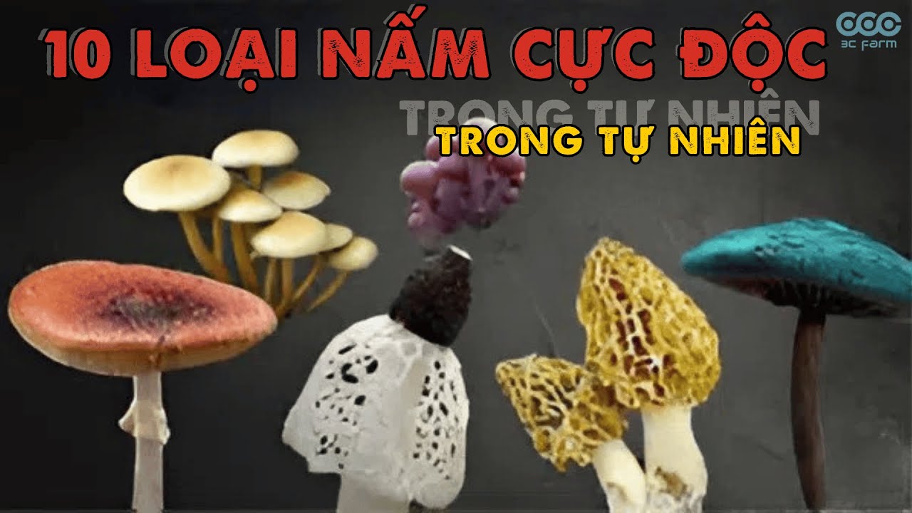 10 loại nấm cực độc thường gặp trong tự nhi&ecirc;n | Bạn đ&atilde; nh&igrave;n thấy những loại nấm n&agrave;o?