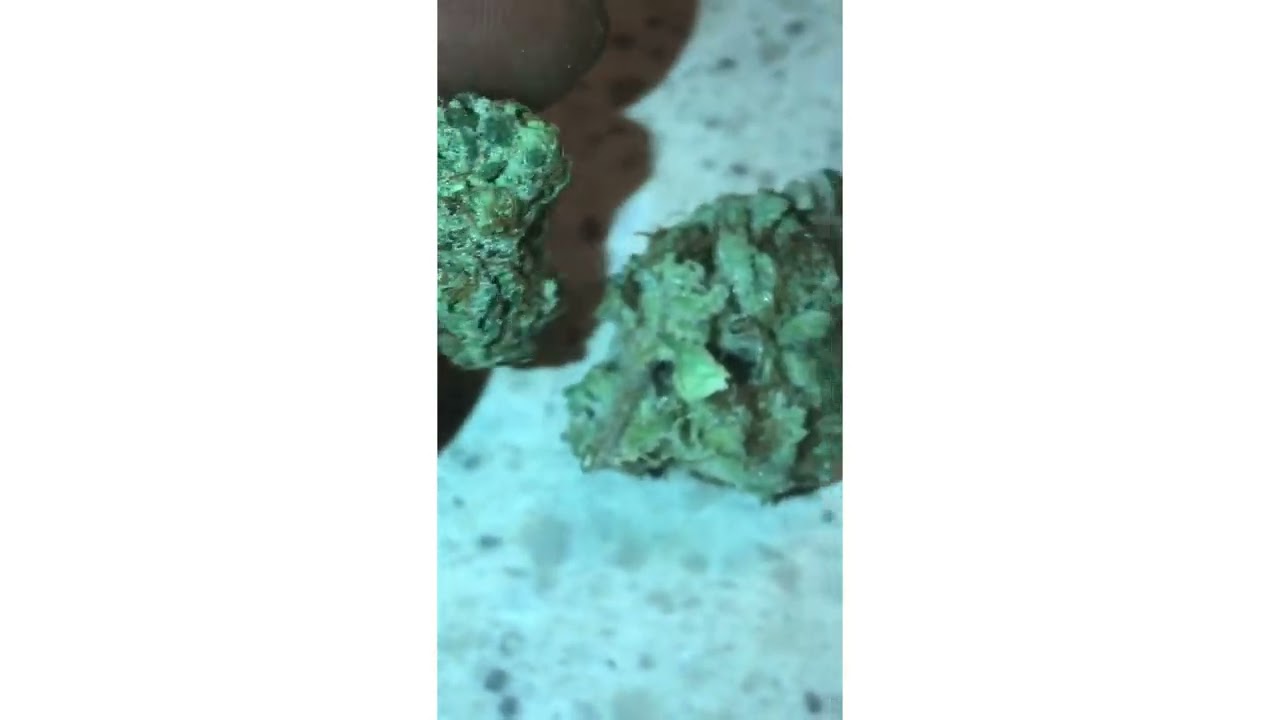 Blue Blitz Strain Review ( SmkBrk 420 )