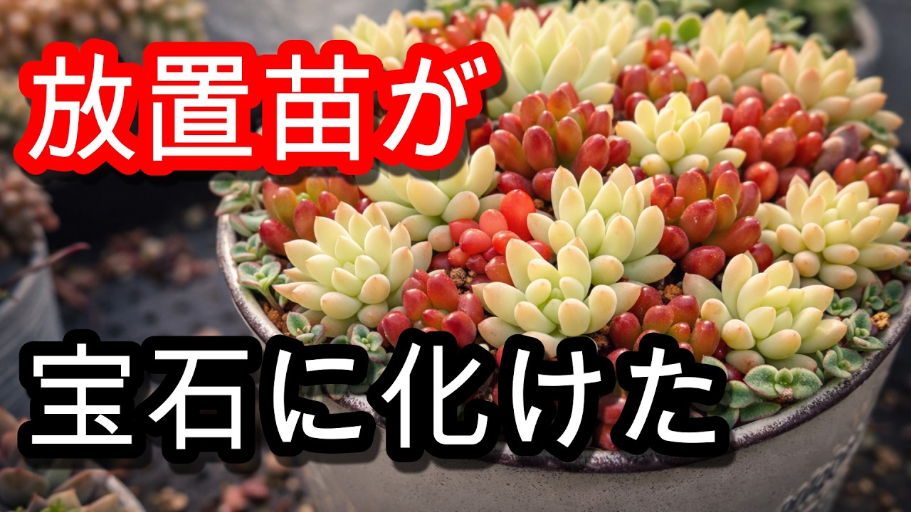 【衝撃】数年放置した多肉が「お宝」に！虹の玉、樹氷とリトルミッシーで溢れる3D寄せ植えを作るコツ